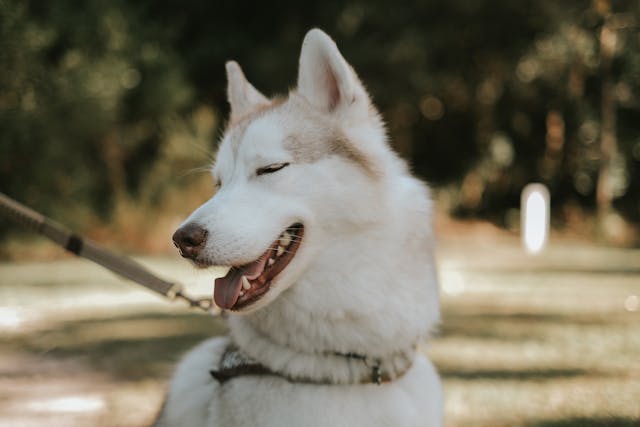Pawsitive Branding: 20 Pet App Name Ideas for Your Pawsome Startup (and How to Find More!)